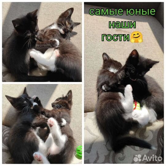 Передержка животных, домашняя гостиница