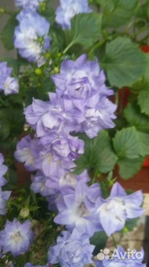 Компанула (невеста)