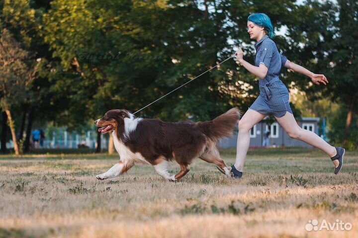 Хендлер для Вашей собаки