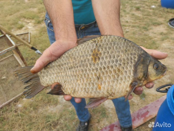 Рыбалка 35км от Самары