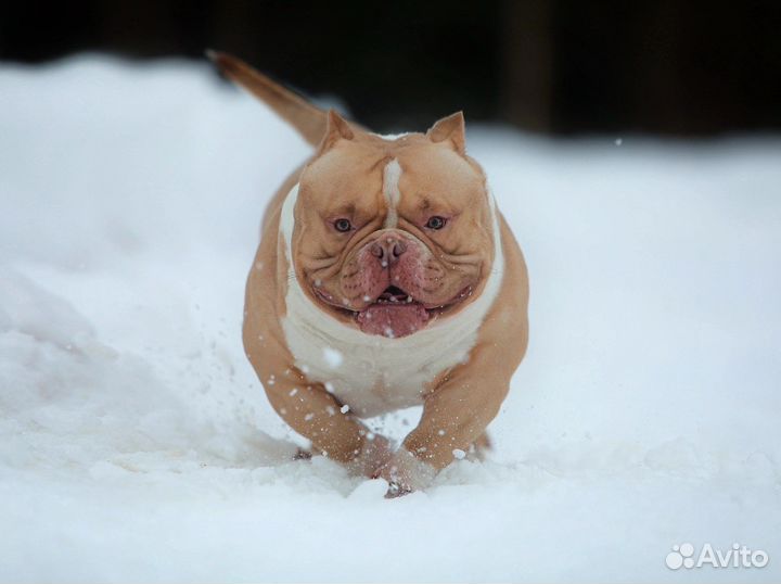 Булли Киндер открыт для вязки