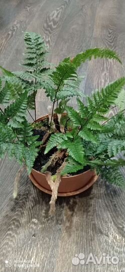 Папоротник Даваллия