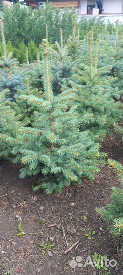 Ель голубая