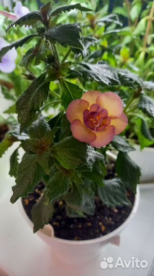 Продам ахименесы