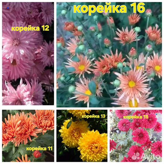 Черенки хризантем