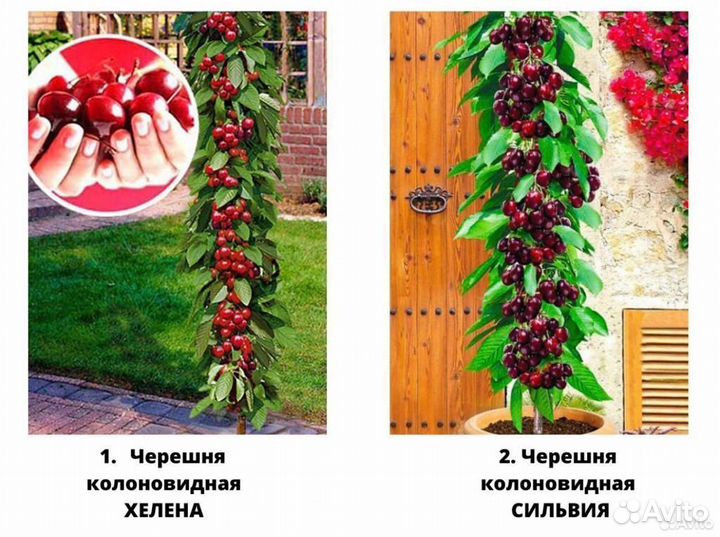 Саженцы вишни, саженцы черешни, дюк