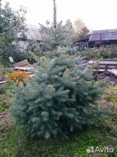 Голубая и зелёная ель