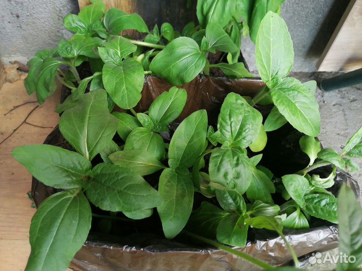 Продам рассаду капусты, арбуза, дыни, подсолнуха