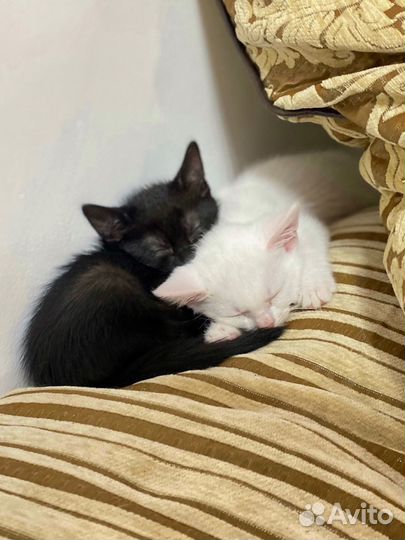 Отдам котят-мальчиков