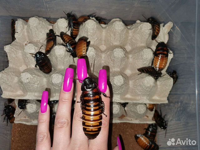 Мадагаскарский таракан