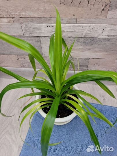 Комнатные цветы панданус