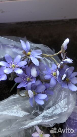 Печёночница белая и голубая на посадку