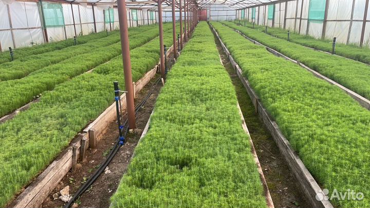 Сеянцы ели окс