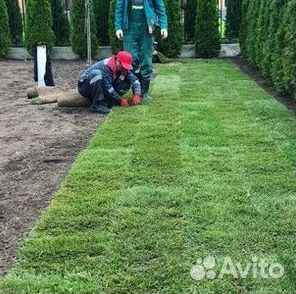 Рулонный газон