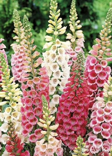 Наперстянка