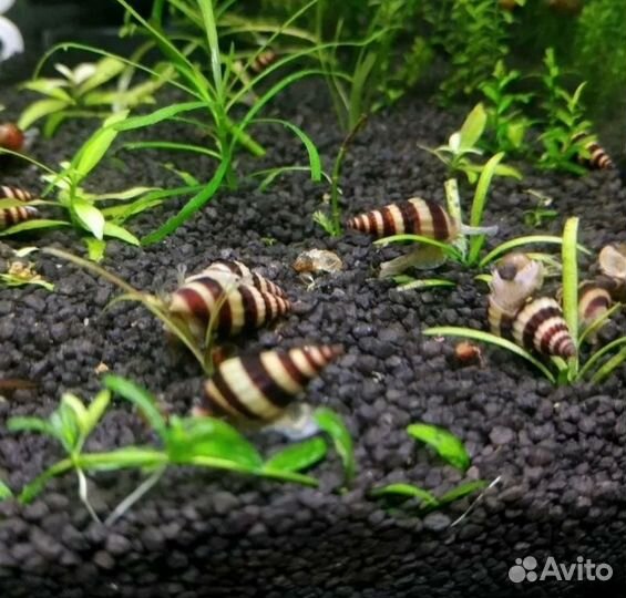 Улитка Хелена