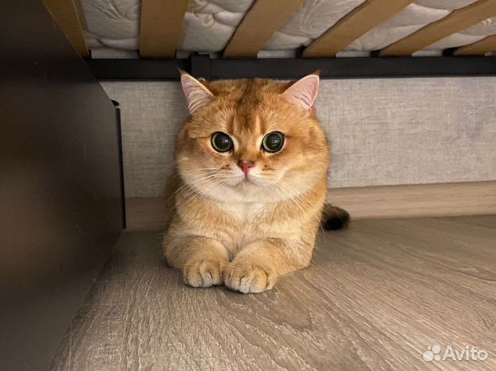 Кот вязка золотая шиншилла