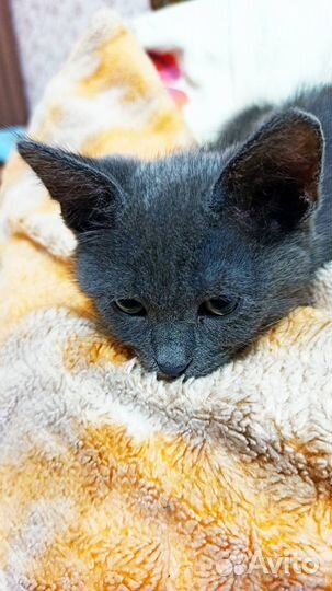 Отдам в добрые руки