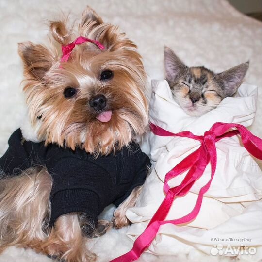 Стрижка кошек и собак (груминг,выезд)