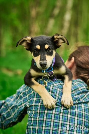Щенок мальчик Ося в добрые руки