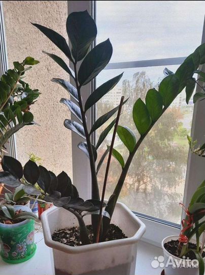 Замиокулькас