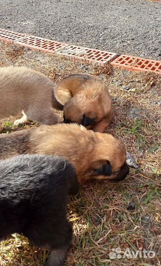 Щенки метисы в добрые руки, рождённые 8.09.23