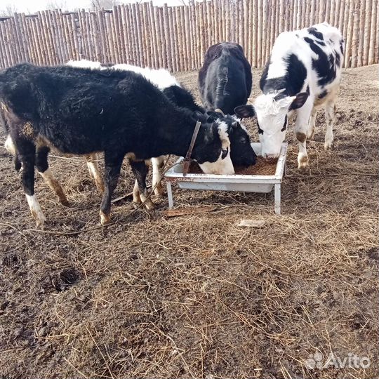 Быки и телки