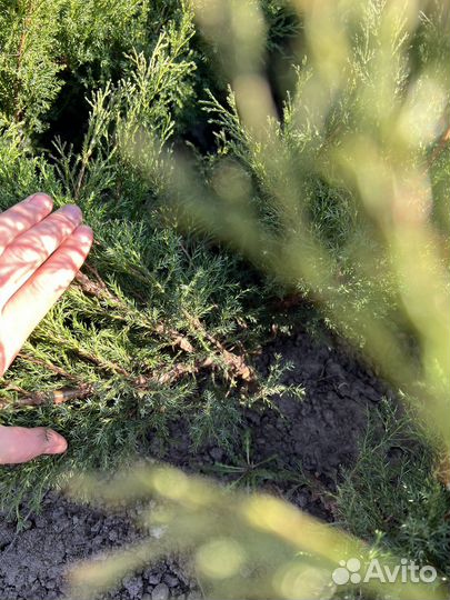 Можжевельник казачий