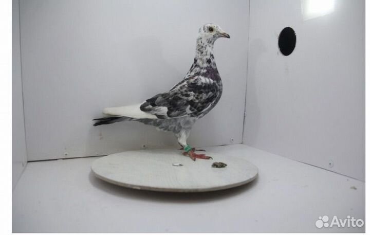 Спортивные голуби