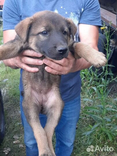 Щенки в добрые руки