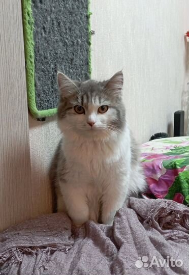 Котенок в добрые руки