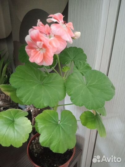 Пеларгония герань сортовая