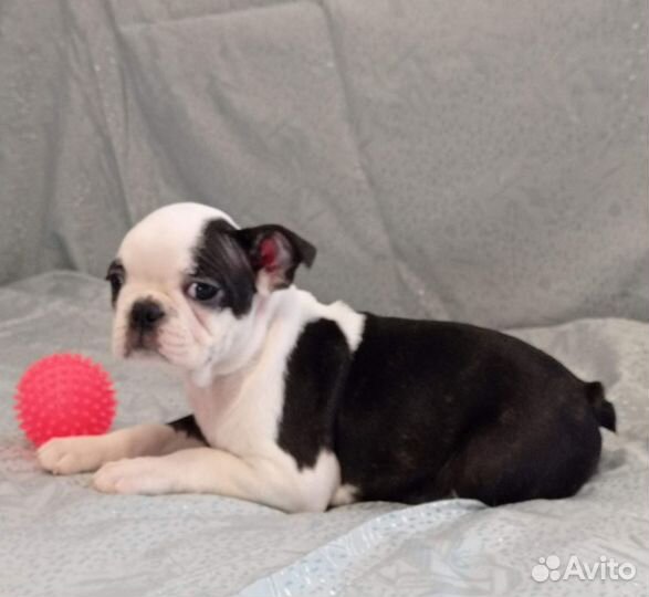 Шикарная девочка бостон терьер