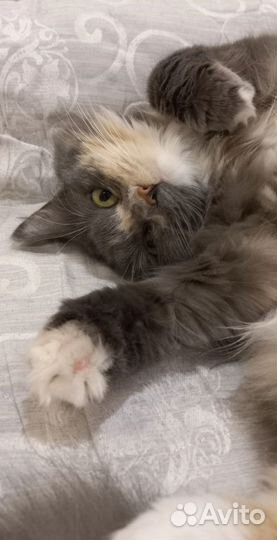 Котоняня, зооняня, котоситтер