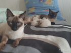 Сиамские (тайские) котята объявление продам