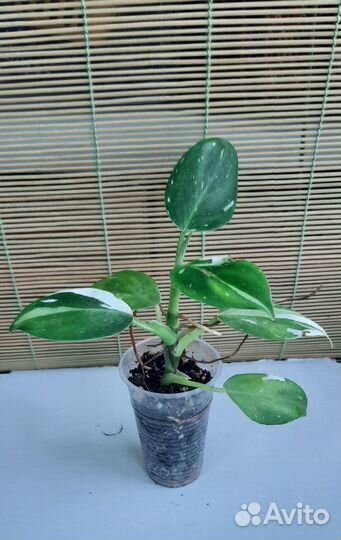 Филодендроны