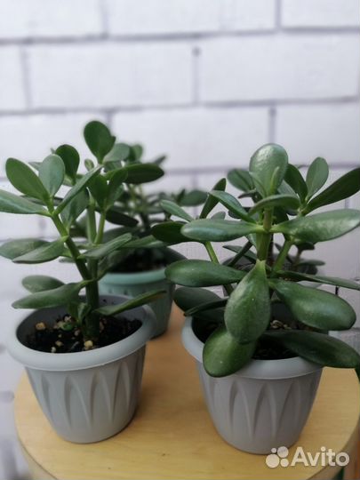 Толстянка крассула