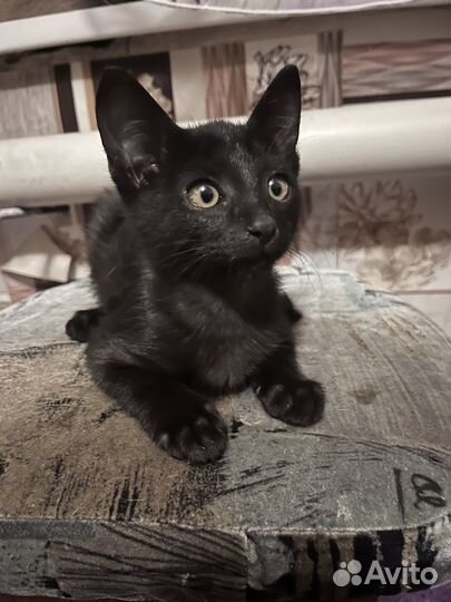 Котята - мальчики