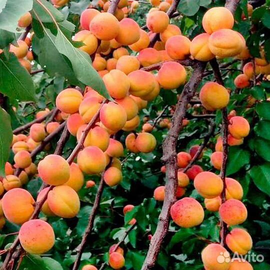Саженцы абрикоса краснощекий