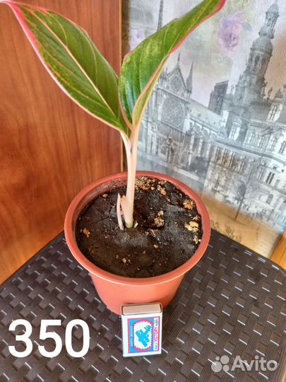 Аглаонема Аврора Сиам