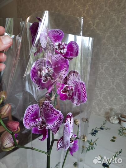 Орхидея без названия