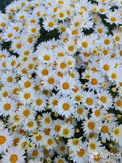 Хризантемы мультифлора