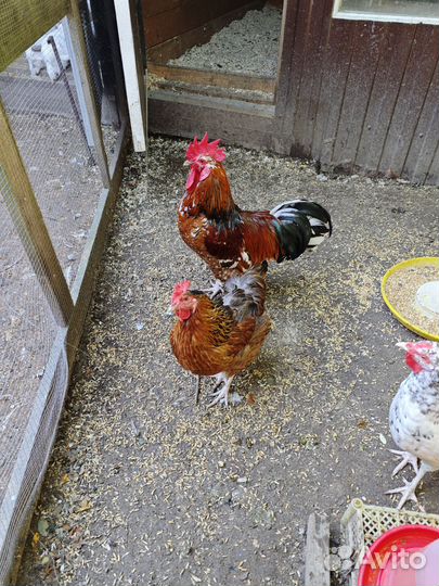 Куры петухи