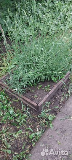 Лаванда серебристая