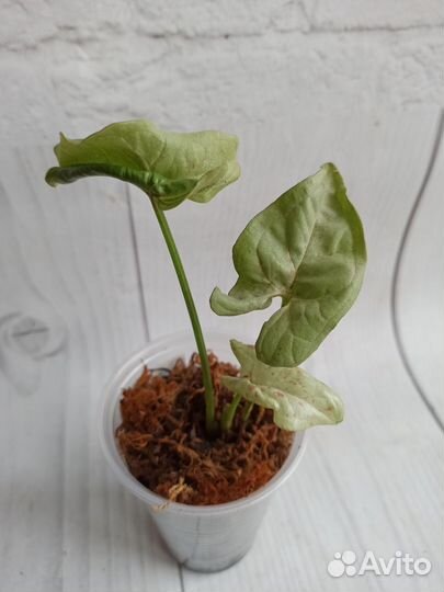 Сингониум, разные сорта