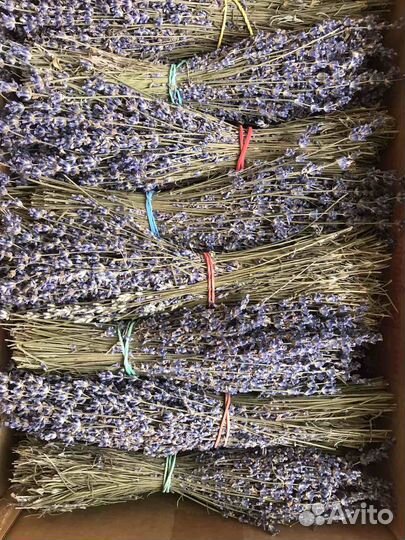Лаванда душистая