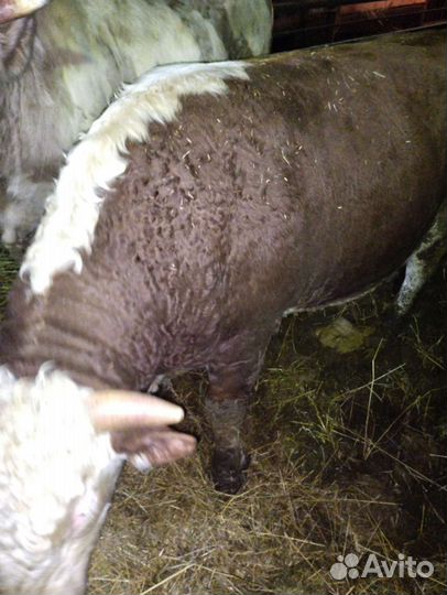 Быки племенные