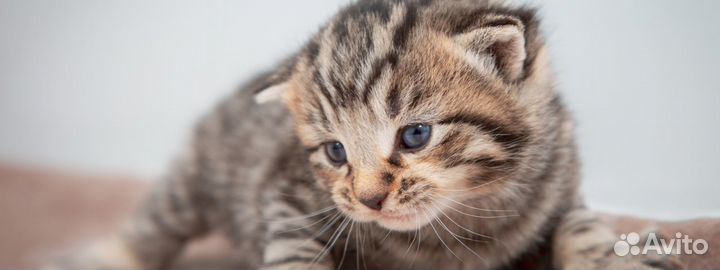 Очаровательные сладкие маленькие котята 1,5 мес