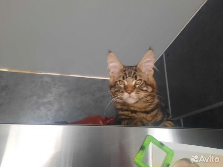 Котята мейн-кун