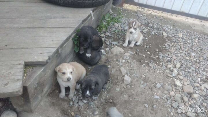 Щенки маламут